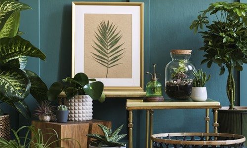 The temperature of your home can also affect your indoor house plants